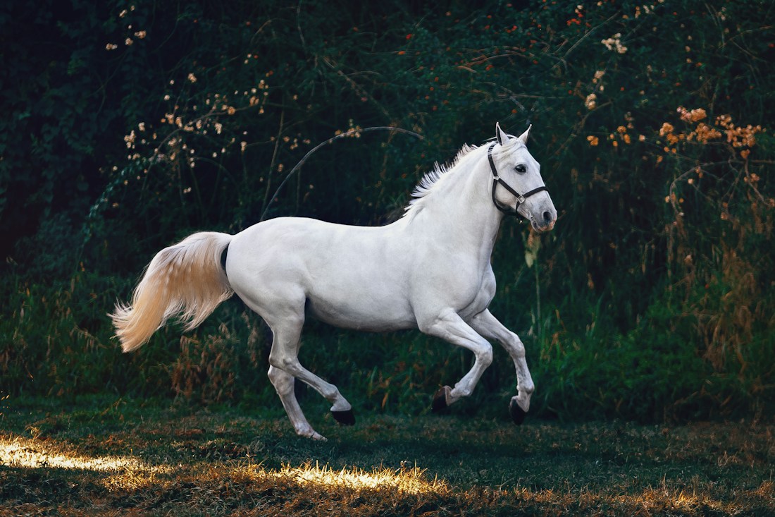 Equestrian, illustrative photograph